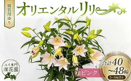 ユリ専門＜深花園＞観賞用ゆり オリエンタルリリー ピンク 5~6輪 8本 F23R-526