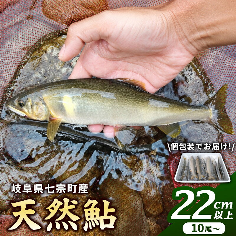 【ふるさと納税】※岐阜県産天然鮎七宗町産(22cm以上) ※2026年7月中旬より順次発送予定 ◇