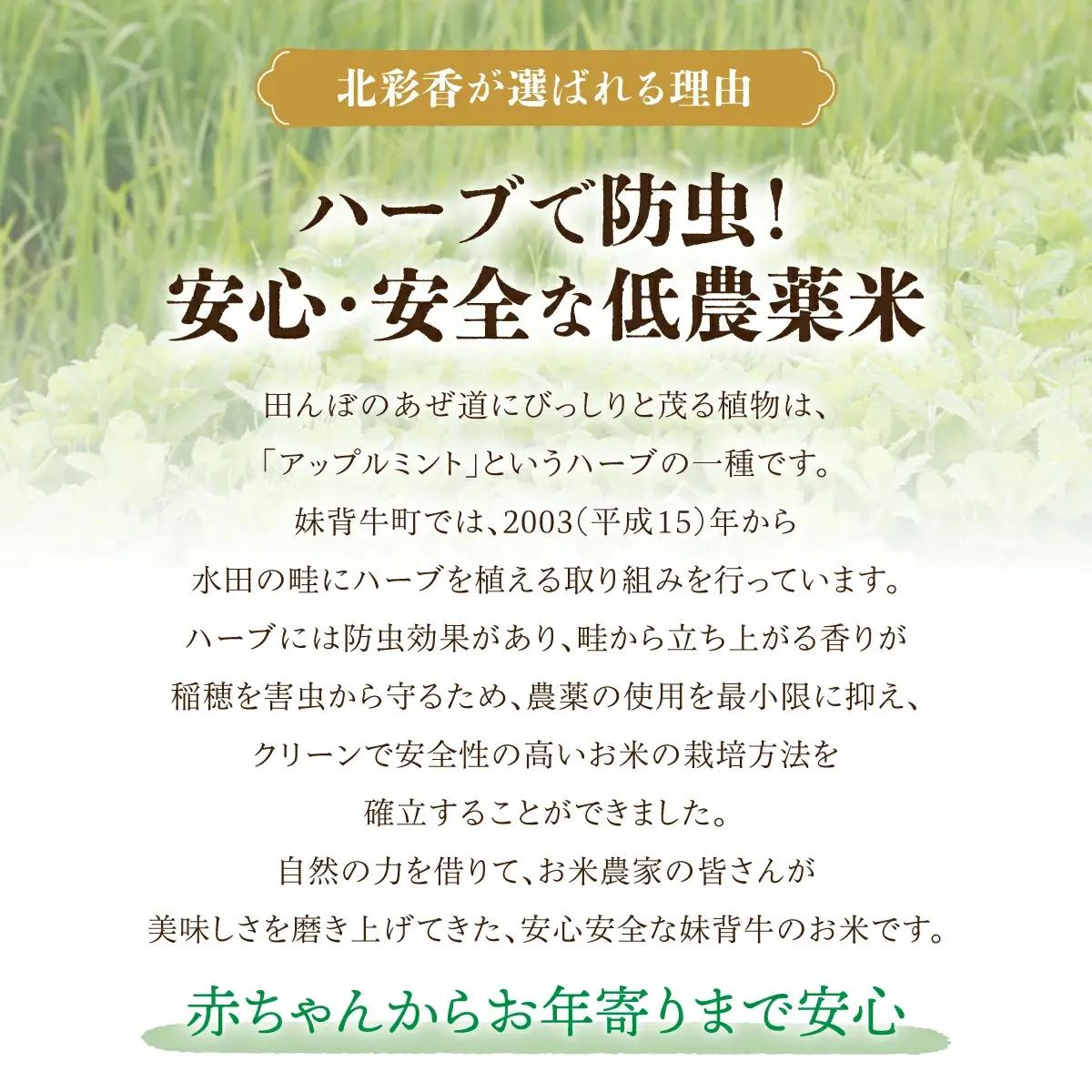令和8年産 妹背牛産 頂寒熟米 【北彩香(特Ａ２品種)】贈答用36個 2027年6月発送