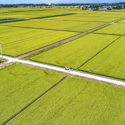 ふるさと納税 能代市 令和7年産 白米 精米 あきた栗山 大谷米 あきたこまち 9kg[No.5335-1501] |  | 02