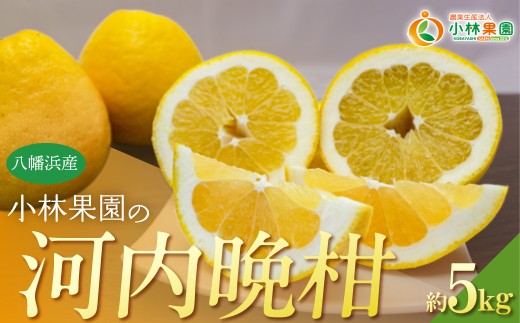 小林果園の河内晩柑(約5kg)【C24-26】 YWTAD019