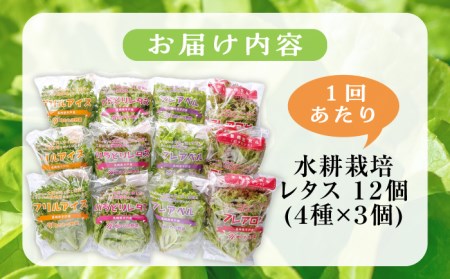 【12回定期便】水耕栽培レタス 4種【モロフジファーム株式会社】[KAA367]/ 長崎 平戸 レタス 水耕栽培 定期便