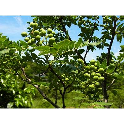 ふるさと納税 紀美野町 冷凍生実山椒500g(250g×2袋) |  | 01