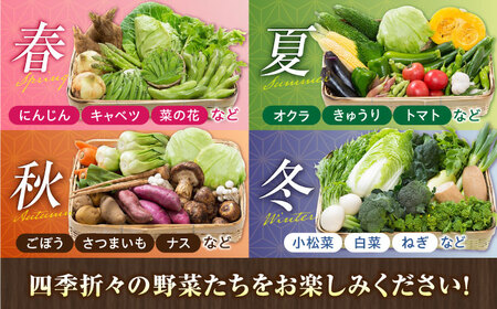 【全6回定期便】【数量限定】旬の 野菜 セット (約3㎏/野菜7-8品程度) / 野菜 新鮮 旬 詰合せ セット 熊本県 菊陽町 特産品 【有限会社さんふれあ】[BHAK025]