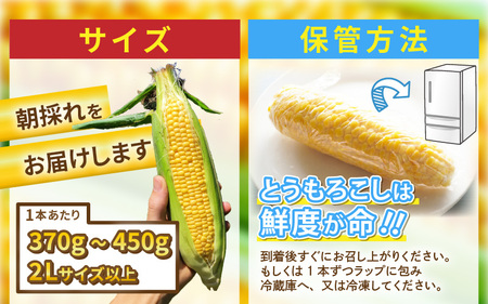 【先行予約】朝取れ とうもろこし 10本 (1本：2Lサイズ以上 370g～450g) ～驚きの糖度18度以上！～ (わくわくコーン) 【2026年6月上旬以降順次発送】  [A-7102] とうもろ