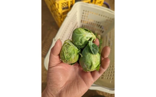 009-51【2026年1月～3月発送】双葉農園の真冬の”芽キャベツ”（1,000g）from　名水の里　秦野