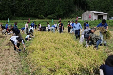 (1263)米　精米　白米　特別栽培米　穂垂米　「コシヒカリ」　10kg　【令和7年産】