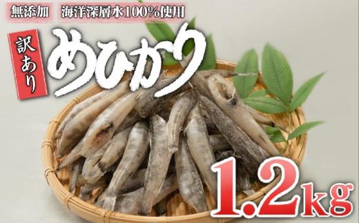 めひかり 干物 1200g 高知県産 産地直送 白身 骨 丸ごと 魚 おかず おつまみ カルシウム ミネラル アオメエソ 天然塩 海洋深層水 丸宮 宮本商店 高知県 須崎市 MMY036