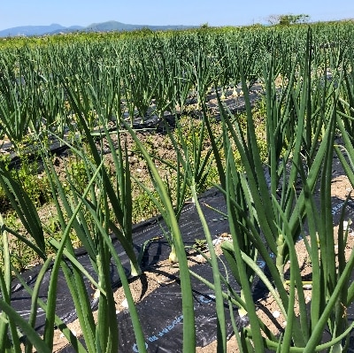 玉ねぎ(野菜)5kg(栽培期間農薬不使用)お中元・ギフトに(大潟村)【配送不可地域：離島・沖縄県】