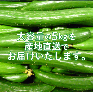 きゅうり 5kg 秀品 Lサイズ 約38本 きゅうり きゅうり きゅうり きゅうり きゅうり きゅうり きゅうり きゅうり きゅうり きゅうり きゅうり きゅうり きゅうり きゅうり きゅうり きゅう