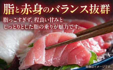 【全3回定期便】【訳あり】天然 まぐろ 中トロ メバチ （約450〜500g（2柵入り）） 【横須賀商工会議所 おもてなしギフト事務局（本まぐろ直売所）】[AKAK091]