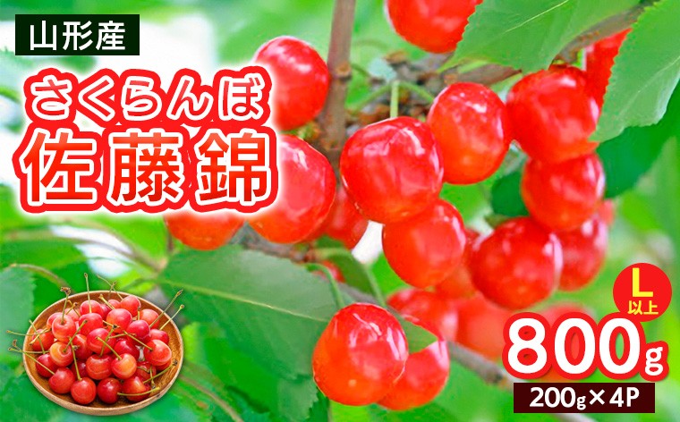 
                  さくらんぼ Lサイズ以上 佐藤錦 800g(200g×4パック)【令和9年産先行予約】FS25-066
                