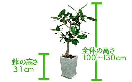 2025年3月中旬～発送【観葉植物】フィカス・ベンガレンシス100cm～130cmホワイト陶器鉢(T&P/035-1461)南国鹿児島県で育った 観葉植物！植物 鉢付 インテリア 室内 オフィス おし