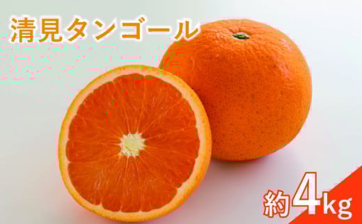 <先行予約3月下旬頃より発送予定>【訳あり】 清見タンゴール 約4kg
