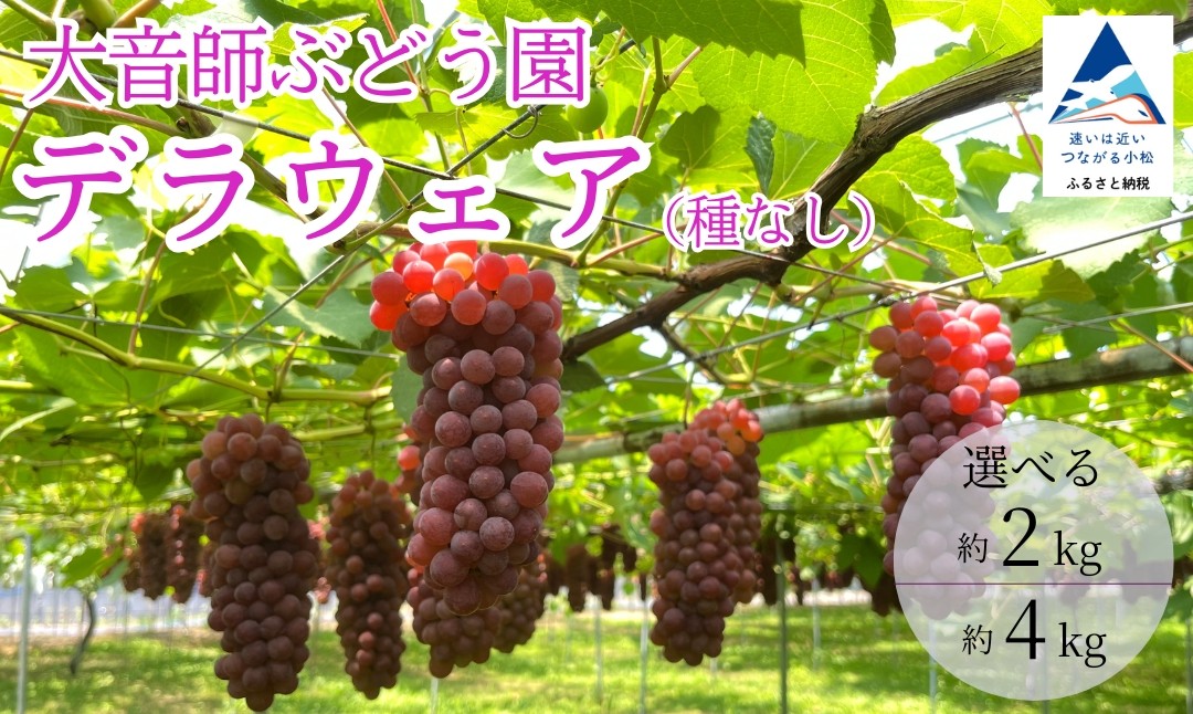 
            ぶどう デラウェア （選べる 2kg 8房～9房/4kg 16房～18房） 果物 ぶどう 葡萄 ぶどうふるさと納税 フルーツ 【大音師ぶどう園】
          