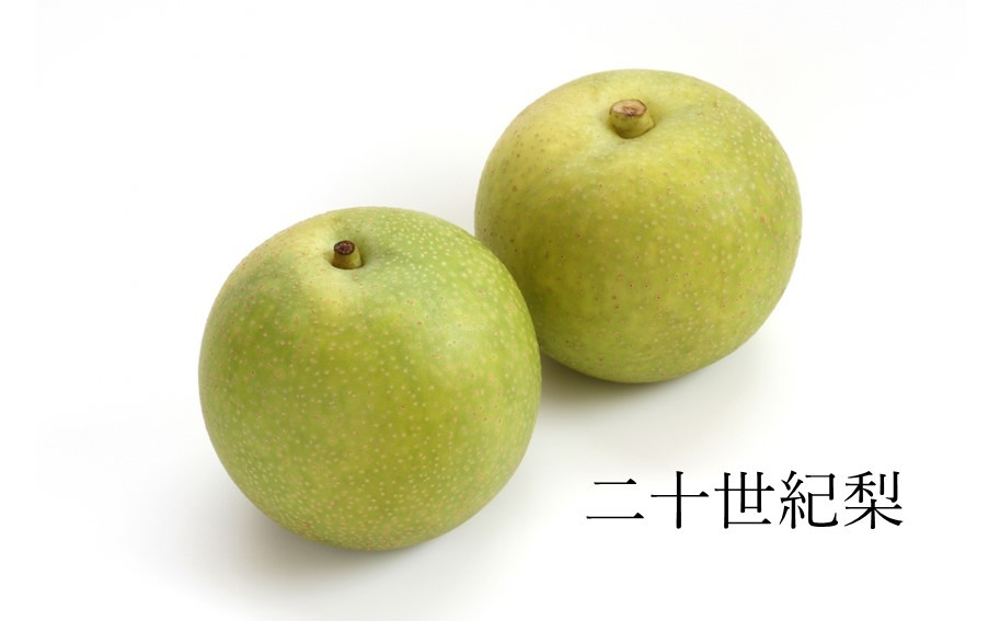 写真はイメージです。実際の大きさとは異なります。