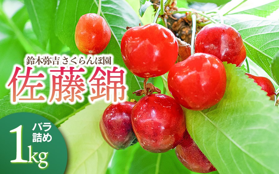 
                  【令和8年産先行予約】 鈴木弥吉さくらんぼ園の佐藤錦　Lサイズ バラ詰め 1kg (500g×2)  山形県鶴岡産　K-866　| サクランボ チェリー 果物 くだもの フルーツ 1キロ 旬 人気 美味しい 2026年産 お取り寄せ 返礼品
                