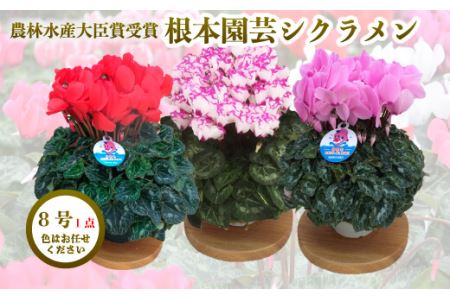 【先行予約】シクラメン 色 おまかせ 8号鉢 根本園芸 花ギフト | 福島県 南相馬市 農林水産大臣賞