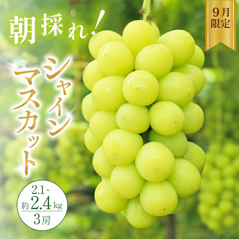 【ふるさと納税】シャインマスカット 約2kg以上（3房）朝採れ ぶどう セット 詰め合わせ 産地直送 フルーツ 食べごたえ満点 兵庫県 加西市　お届け：2026年9月上旬～中旬