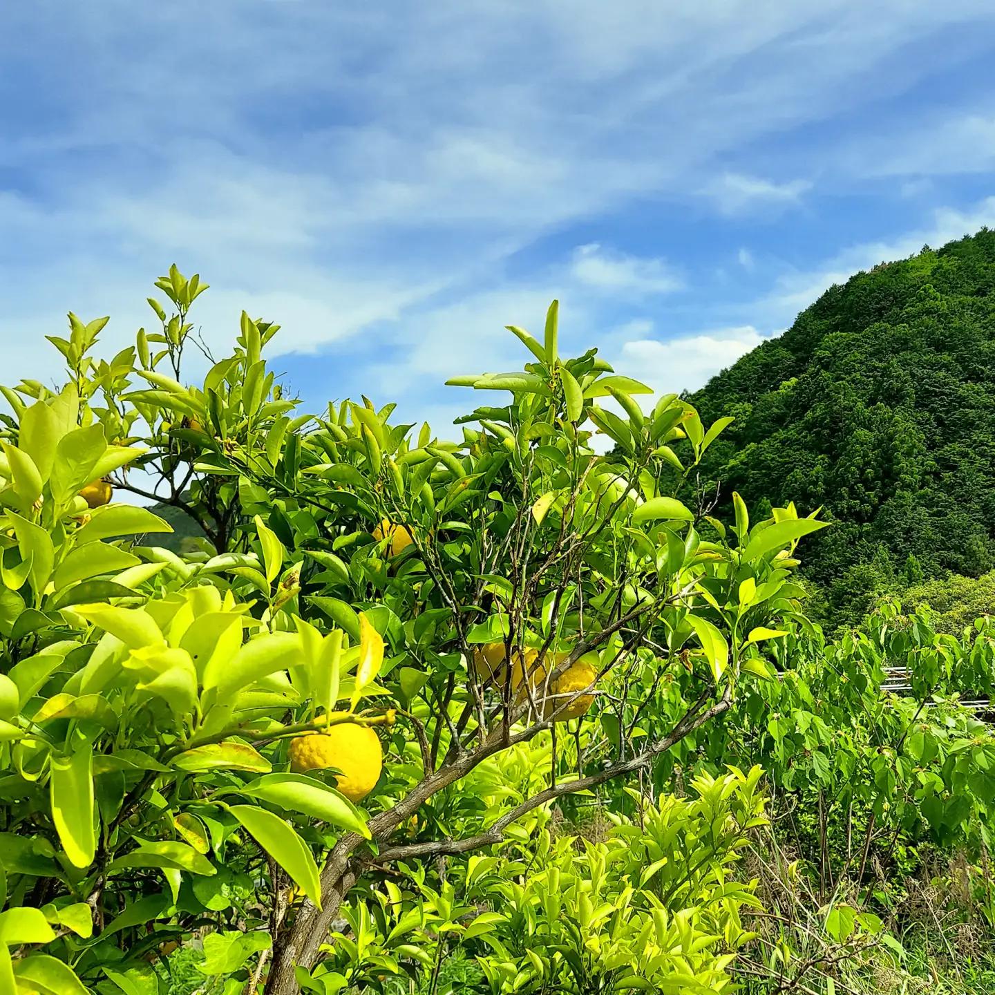自然栽培小夏 1kg / 柑橘 自然 無農薬 土佐市 【有限会社四万十くじら】[BQBR013]