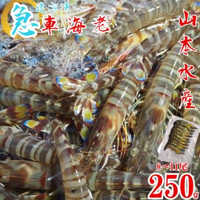 ふるさと納税 上天草市 急速冷凍 車海老 約250g(8〜11尾)【山本水産】