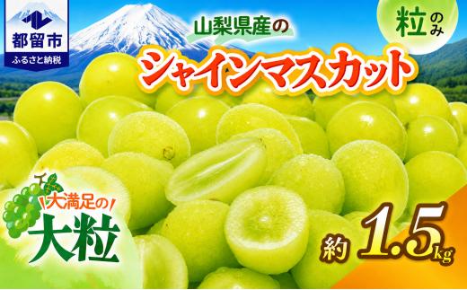 【2026年オンタイム】シャインマスカット 約1.5kg （粒）｜シャインマスカット マスカット シャイン ブドウ ぶどう　葡萄 しゃいんますかっと　しゃいん　