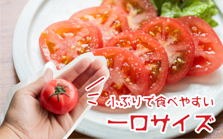 【2026年10月～発送】大容量 トマト 4kg 訳あり トマト ポットファクトリー