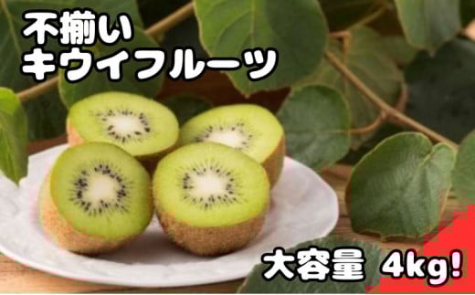 キウイフルーツ (グリーン) 不揃い 4kg以上【 埼玉県 蓮田産 】