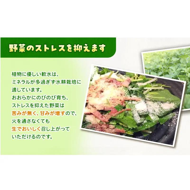 ホワイトミニセルリー 15袋入り 野菜 詰め合わせ セルリー セロリ ミニセロリ 新鮮 産地直送 大容量 業務用 まとめ買い 野菜セット ギフト 詰合せ 常備野菜