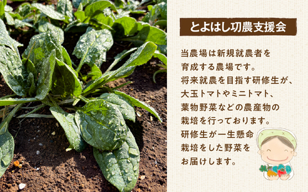≪先行予約≫有機栽培アスパラガス 約 500g