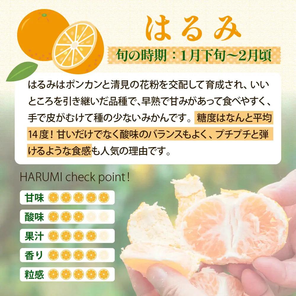 先行受付 2027年1月下旬～発送 はるみ 約2.5kg 柑橘 みかん