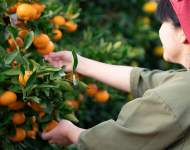 採れたて甘い手摘み有田みかん 10kg S～Lサイズ不揃い