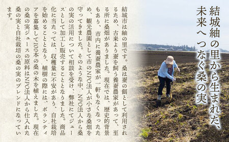 桑の実クラフトコーラ「結の桑」240g×1 本 希釈用 株式会社モアビートプロモーション《30日以内に出荷予定(土日祝除く)》ベース マルベリー スパイス配合 シロップ アントシアニン 鉄分 カリウム