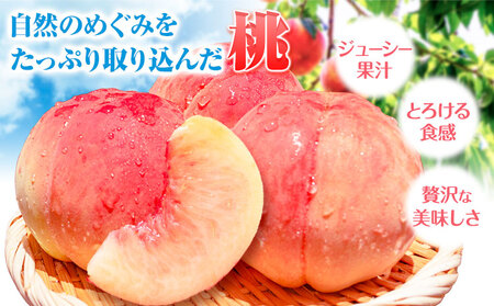 桃 白鳳 紀の川市産 約2kg(5-9玉) 紀農人株式会社《2025年6月末-8月末頃出荷》 和歌山県 紀の川市 果物 フルーツ 桃 もも モモ 旬
