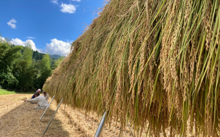 新輝米 天日干し ５kg「塩谷」｜鳥取 岩美 お米 白米 令和7年産 岩美町産コシヒカリ 塩谷【31031】