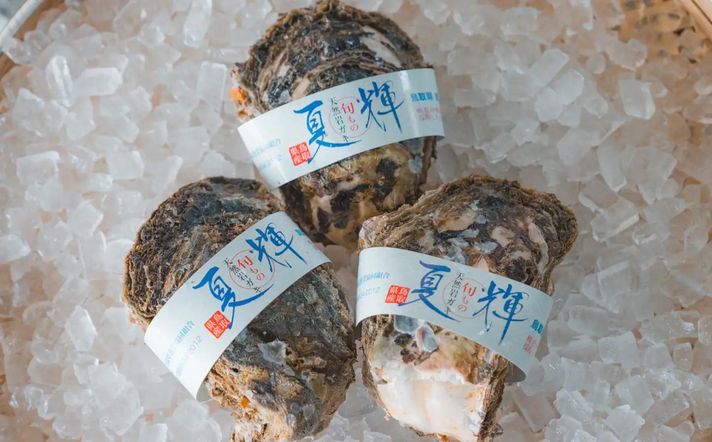 牡蠣 鳥取県産 天然岩ガキ 夏輝 特大サイズ 3個（500g以上×3個) ※着日指定不可※2026年6月上旬～8月下旬頃に順次発送予定 | 牡蠣