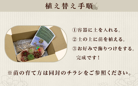 461 多肉植物 詰め合わせ 1セット