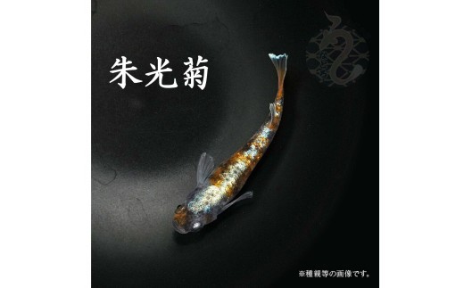 
                  メダカ「朱光菊（Aクラス）」1～３ペア
                