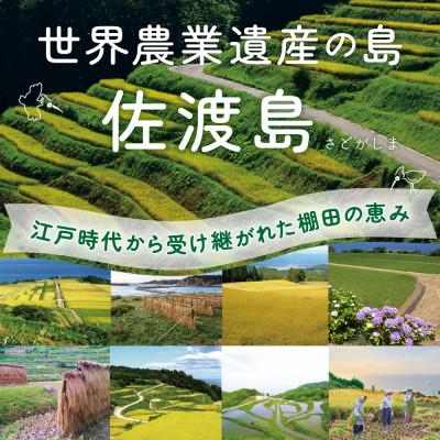 ふるさと納税 佐渡市 佐渡島産コシヒカリ 達者棚田米 白米4Kg(2Kg×2袋)【令和7年産】 |  | 01