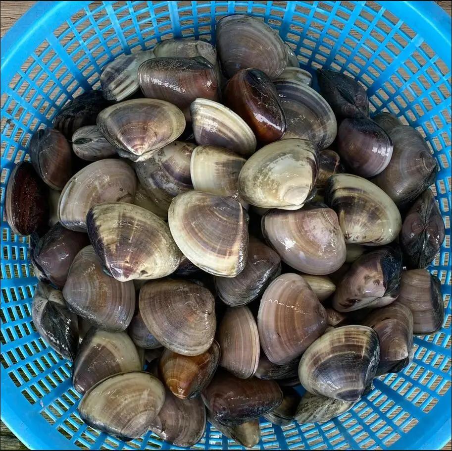 【冷凍】九十九里産 天然はまぐり2.0kg　大小込20～30粒  ふるさと納税 冷凍 はまぐり 蛤 天然 焼きはま 網焼き 酒蒸し お吸い物 パエリア 大粒 小粒 冷凍 千葉県 白子町 SHF012