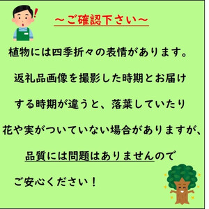 緑の力で地球を元気に！【ギボウシ】15cmポット 1本