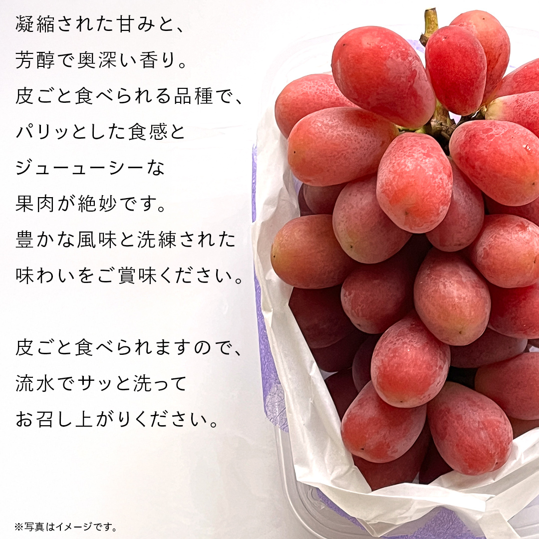 我が道 5kg （8～12房）【2026年9月より発送開始】（茨城県共通返礼品 [ぶどう]：結城市産） 葡萄 赤ぶどう 旬 お取り寄せ フルーツ 希少品種 新品種 デザート [FC03-NT]_イメー