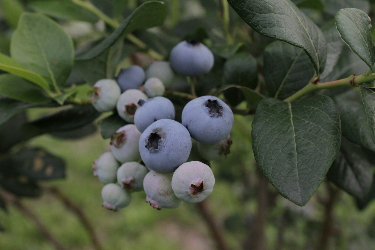しなのブルーベリー農園「ブルーベリージャム」 150g×3個セット　粒が大きく味の濃いハイブッシュ系にこだわったブルーベリーのジャム【長野県信濃町】