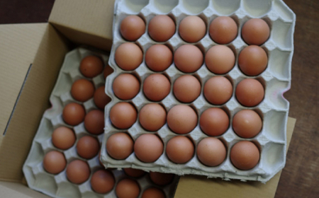 黄身がつかめる新鮮地たまご クイーンラン 赤玉 75個入 No.591