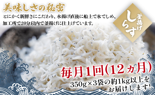 定期便 12カ月 極上釜揚げしらす「銀凪」350g×3袋(約1㎏) 合計12.5kg以上 - 小魚 さかな シラス かまあげ 魚介 シーフード 特産品 海産物 新鮮 ご飯のお供 おつまみ 国産 海の幸