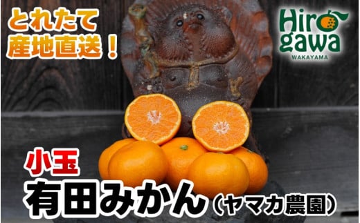 ▼有田みかん 5kg（小玉）（2S～S）　※12月上旬〜1月上旬頃順次発送予定  / 小さめ ありだみかん ギフト 贈答品 果物 フルーツ 柑橘 蜜柑 mikan 農家直送 産地直送 数量限定 国産 和歌山【ymk004-5-s】