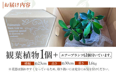 南国植物とやちむんのグリーンセット 観葉植物 エアープランツ インテリア 雑貨 小物 おしゃれ ナチュラル 沖縄市 / 草花屋ふれあい[BCDX001]