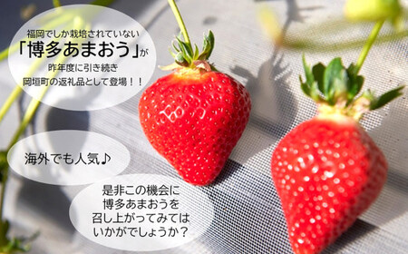 福岡県産 博多あまおう 約1.68kg（約280g×6パック入り）あまおう 【2026年1月下旬～3月下旬頃順次発送予定】