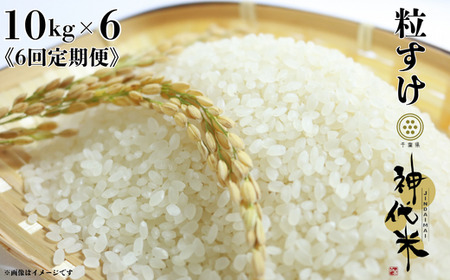 《6回定期便》神代米（粒すけ）　精白米　10kg ／ 米 こめ コメ ごはん ご飯 神代米 粒すけ 令和7年産 新米 精米 10kg 定期便 送料無料