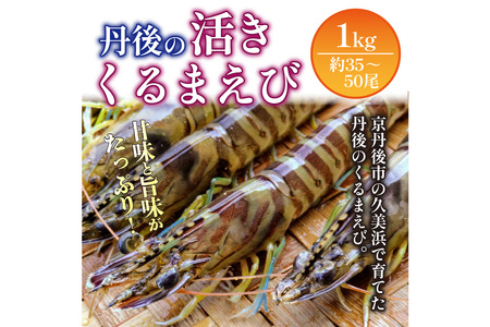 車海老／生きたまま直送！丹後の活きくるまえび 1kg（35～50尾）（11月発送）活 車海老をご自宅に！車海老 刺身 大きめ 生 車海老 生食用